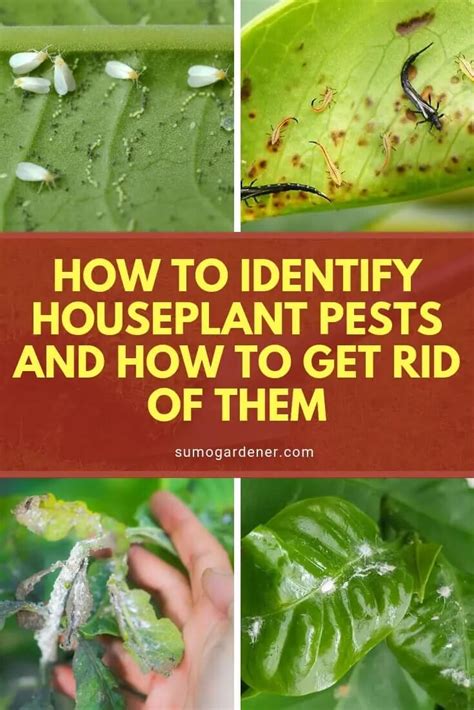 what kills house plants